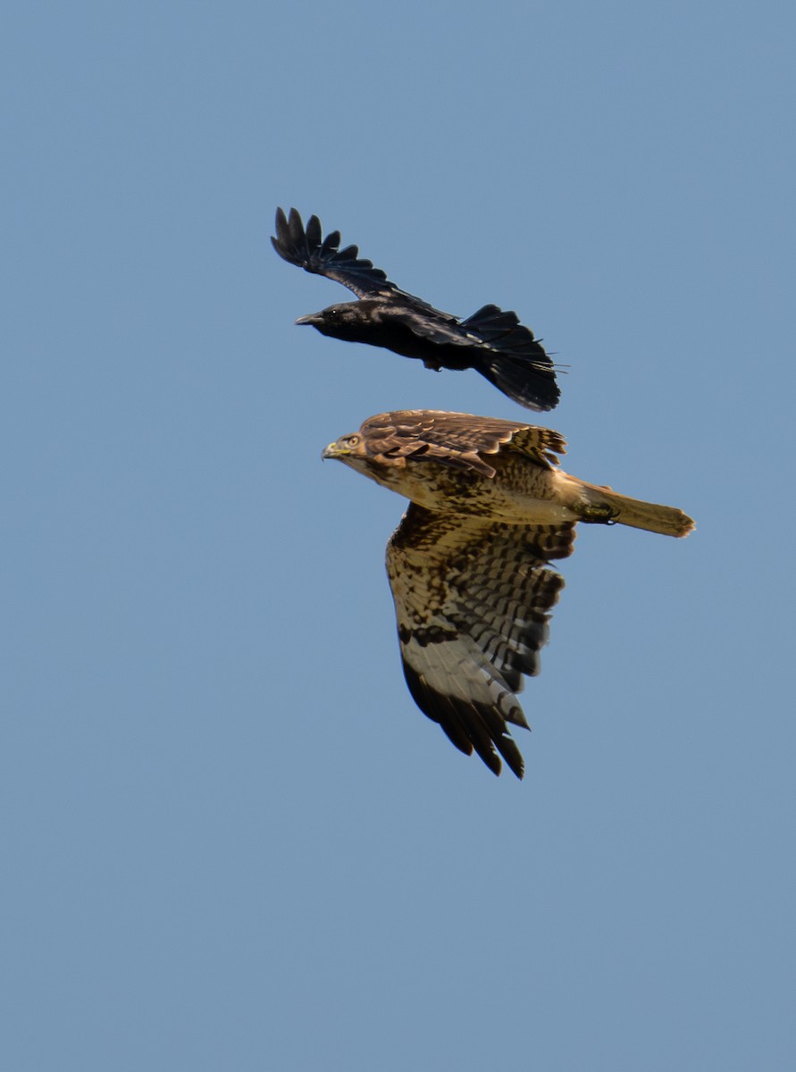 Red-tailed Hawk - ML619976177