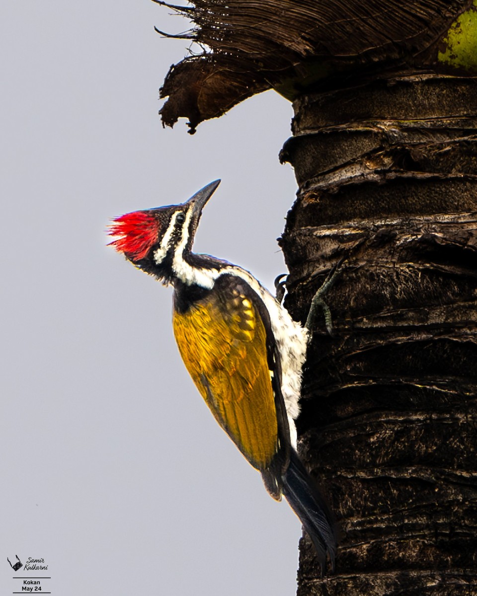 White-naped Woodpecker - ML619976181
