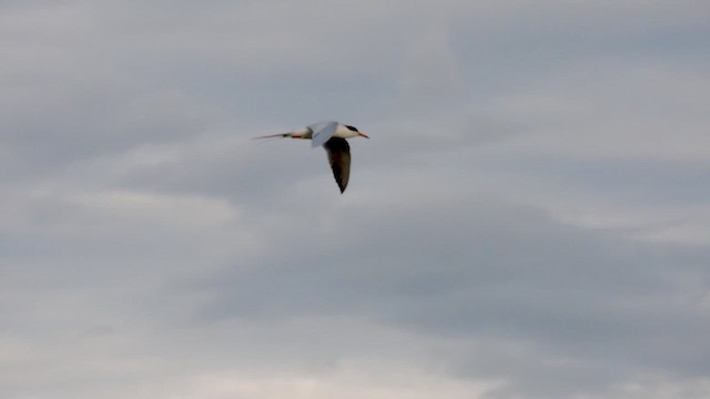 Forster's Tern - ML619976199
