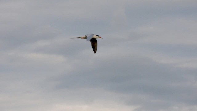 Forster's Tern - ML619976199