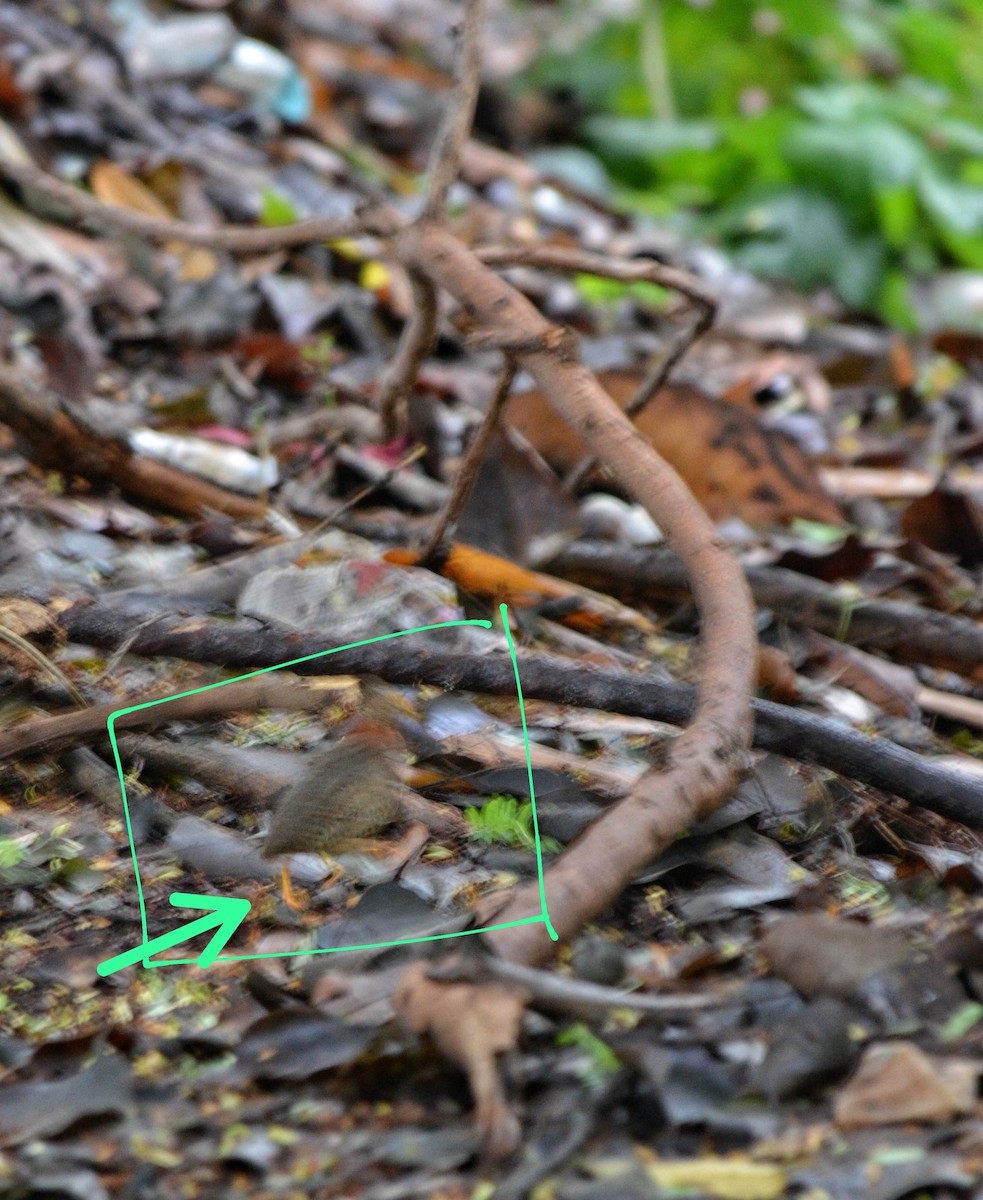 Yellow-legged Buttonquail - ML619976232