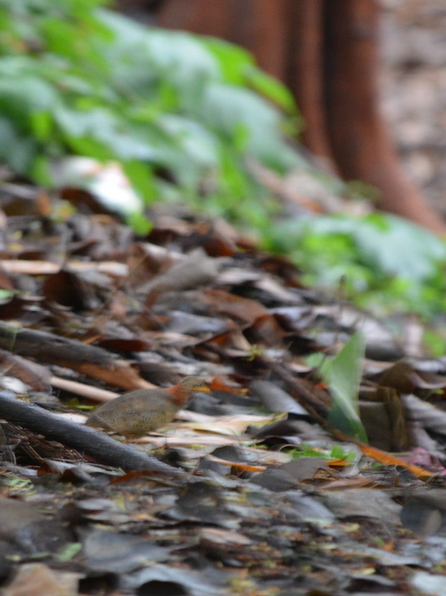 Yellow-legged Buttonquail - ML619976233