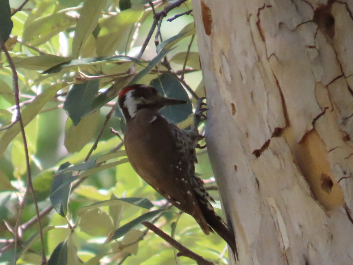 Arizona Woodpecker - ML619976240