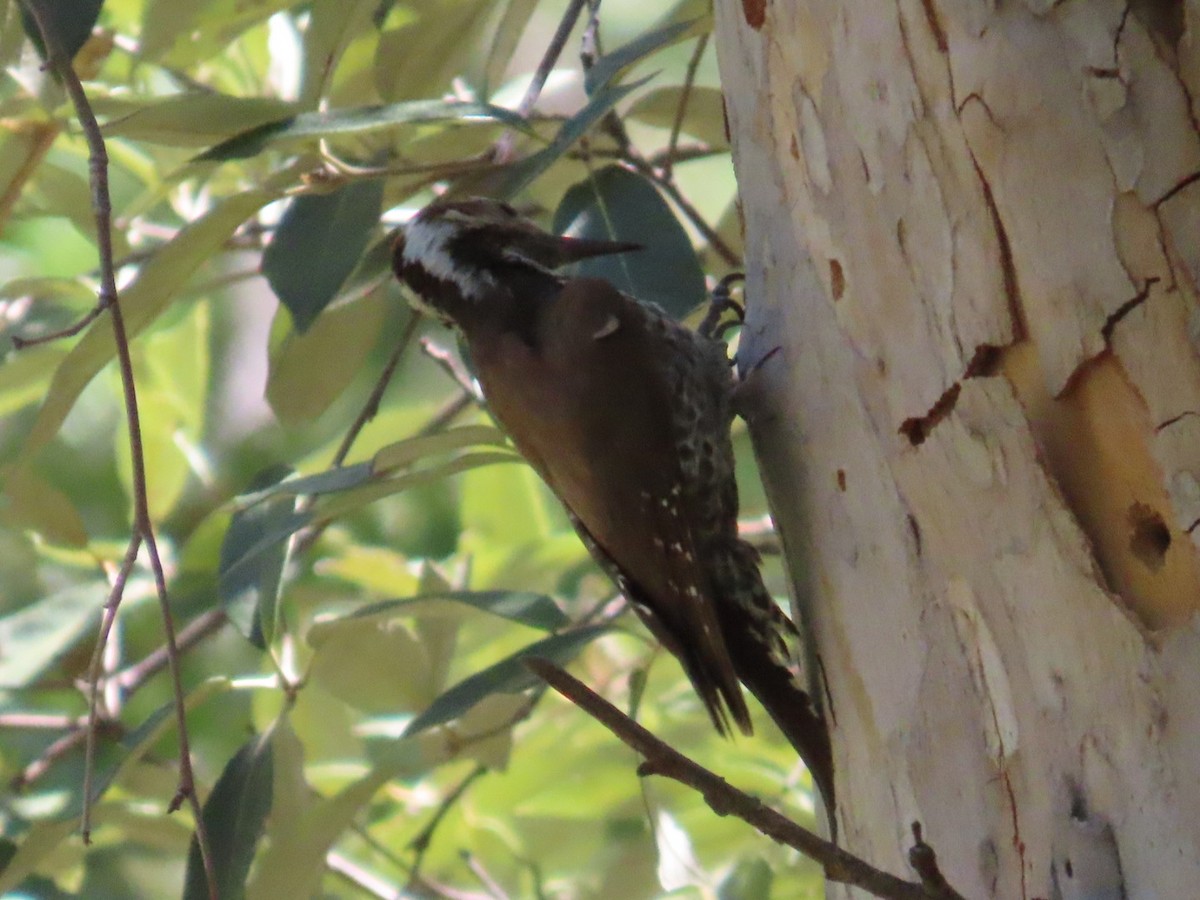 Arizona Woodpecker - ML619976241