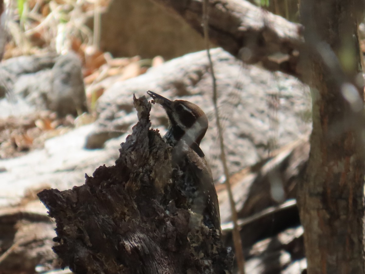 Arizona Woodpecker - ML619976242