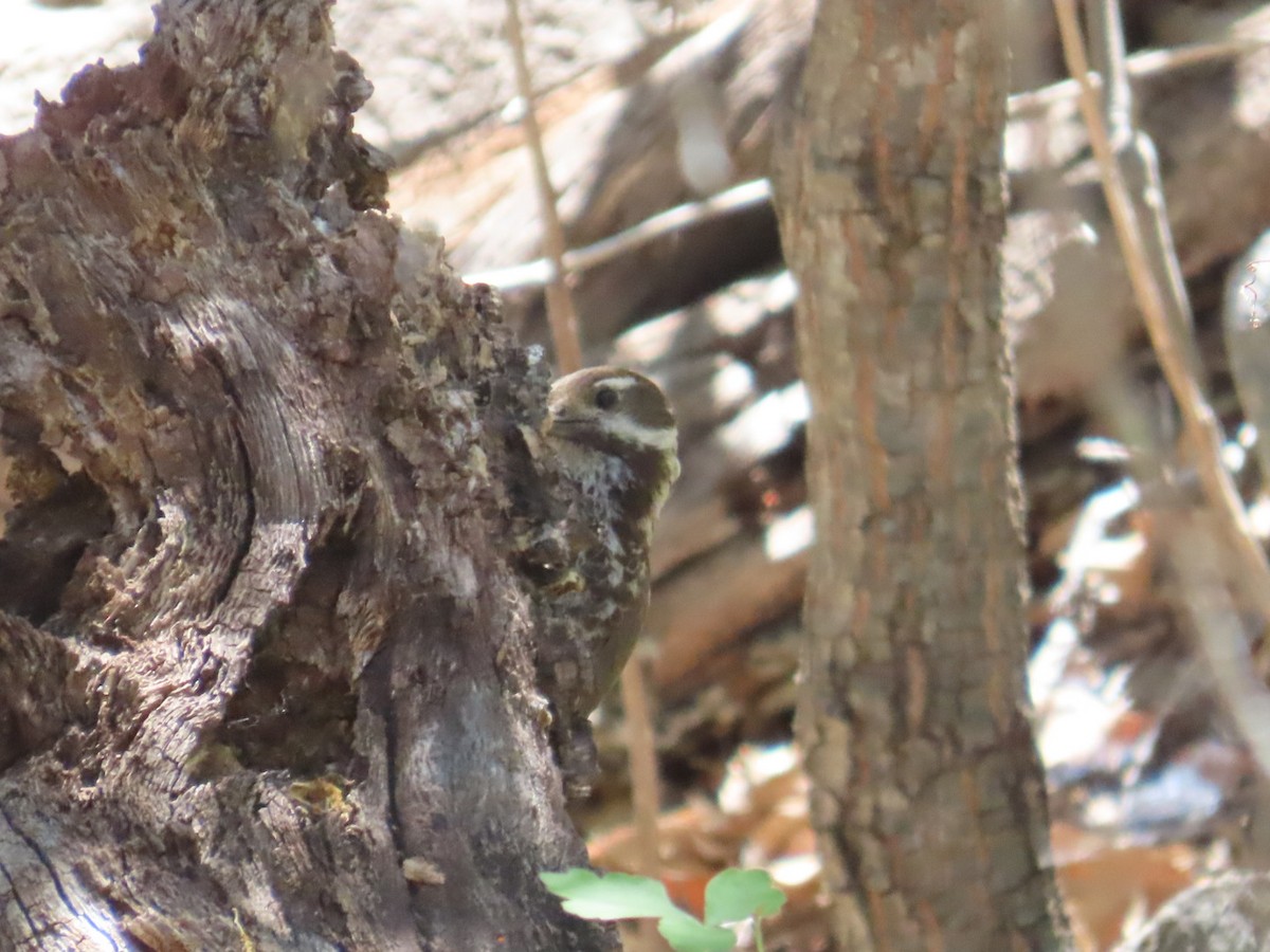 Arizona Woodpecker - ML619976243