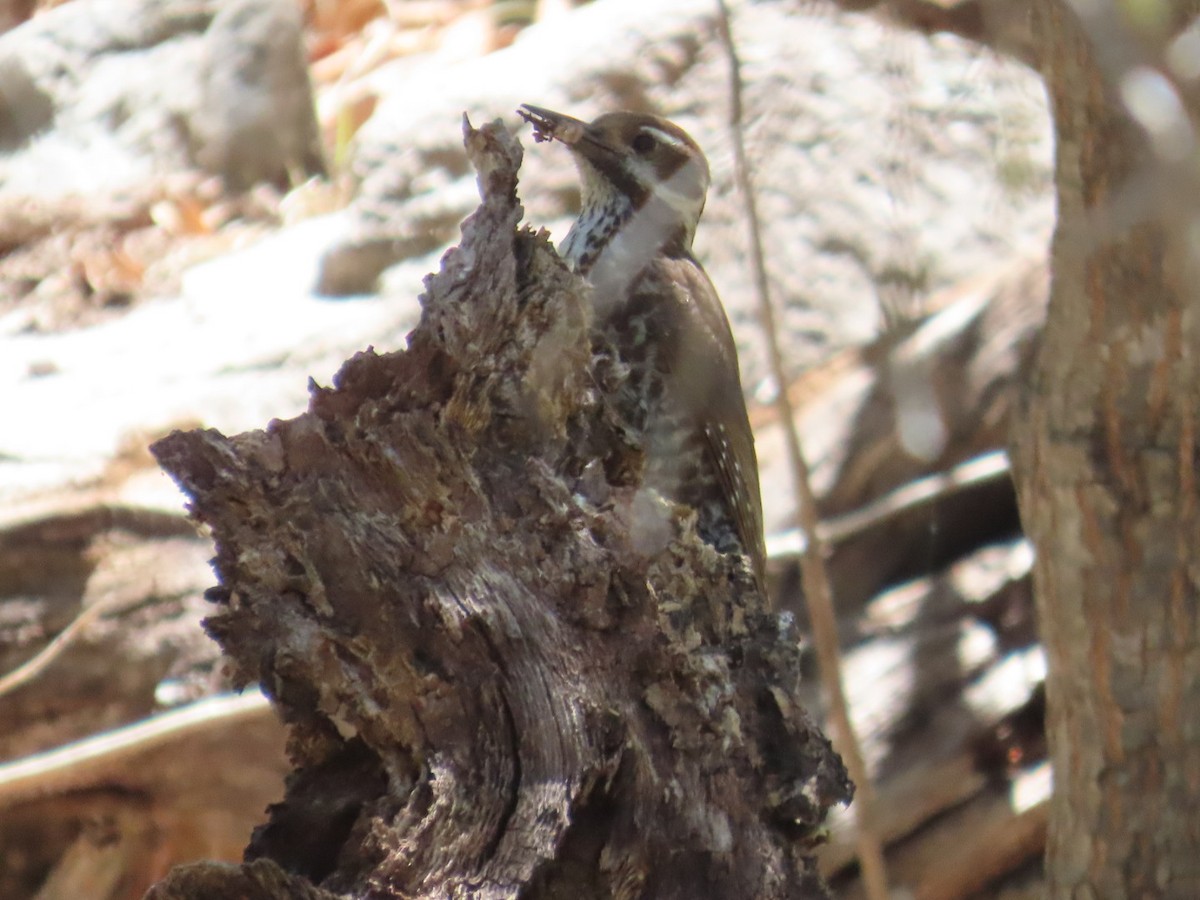 Arizona Woodpecker - ML619976244