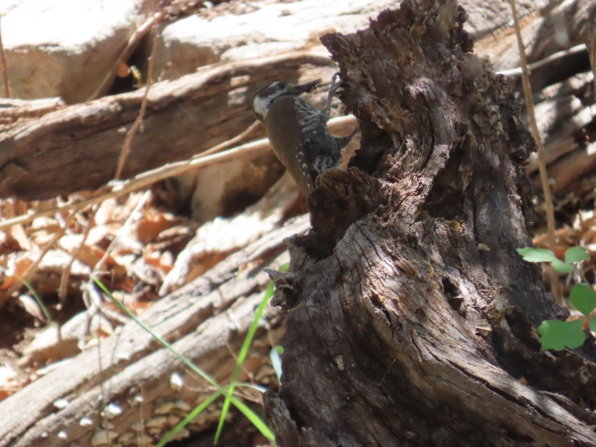 Arizona Woodpecker - ML619976245