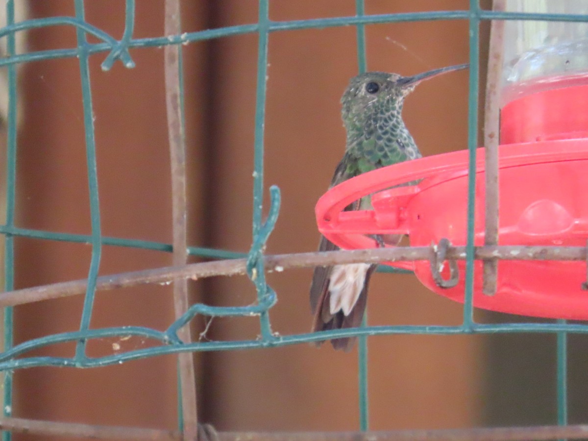 kolibřík mexický - ML619976270