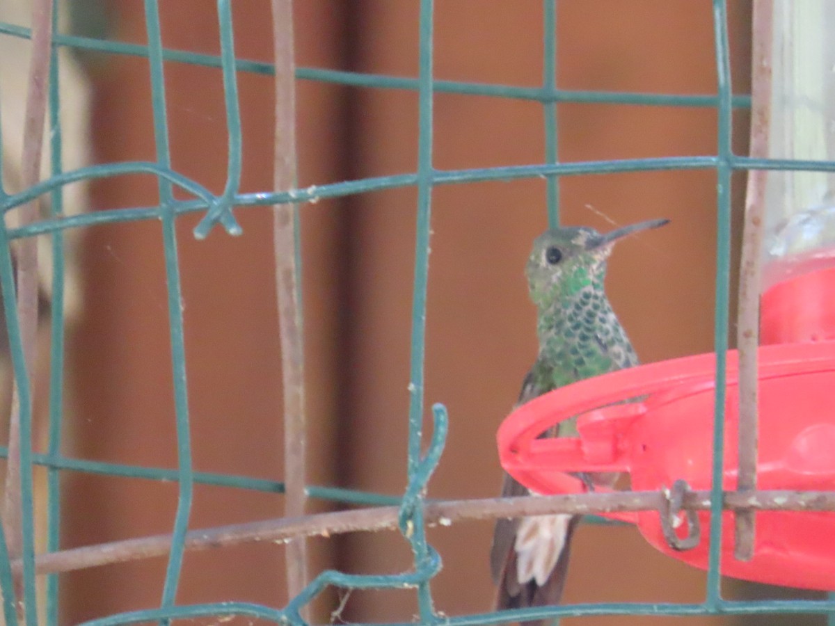 kolibřík mexický - ML619976271