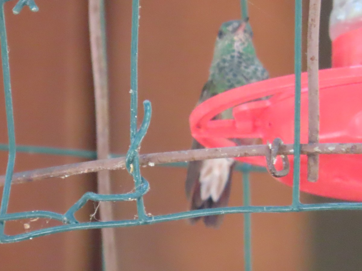 kolibřík mexický - ML619976272