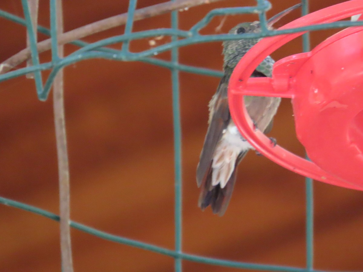 kolibřík mexický - ML619976274