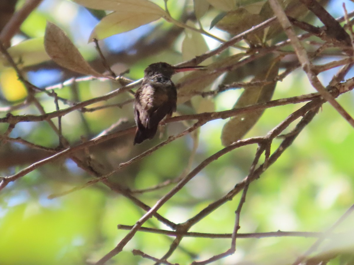 Berylline Hummingbird - ML619976276