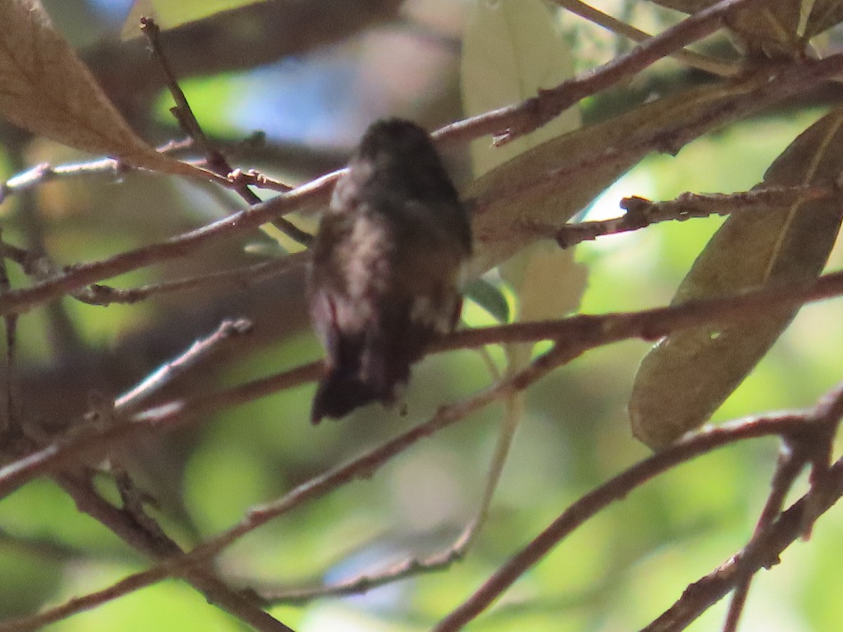 Berylline Hummingbird - ML619976277