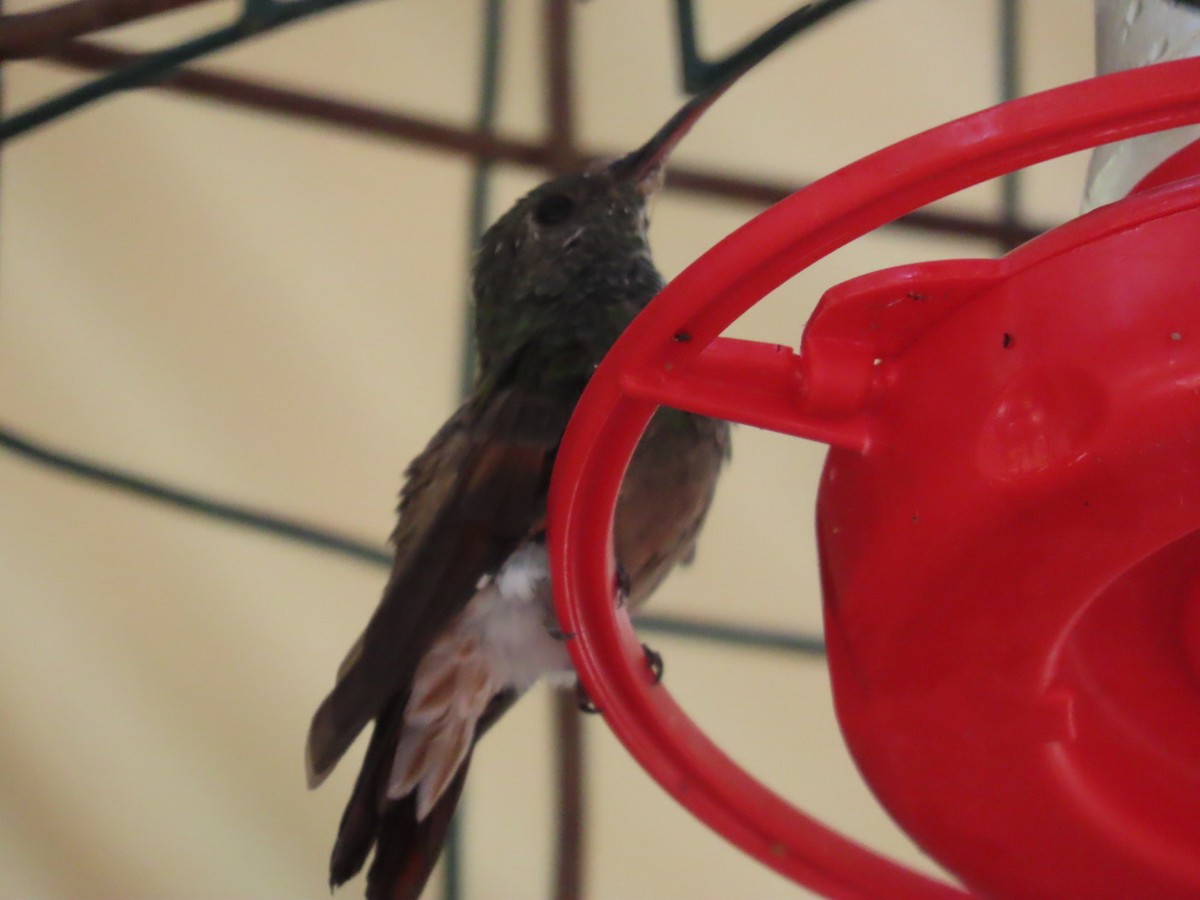 Berylline Hummingbird - ML619976279
