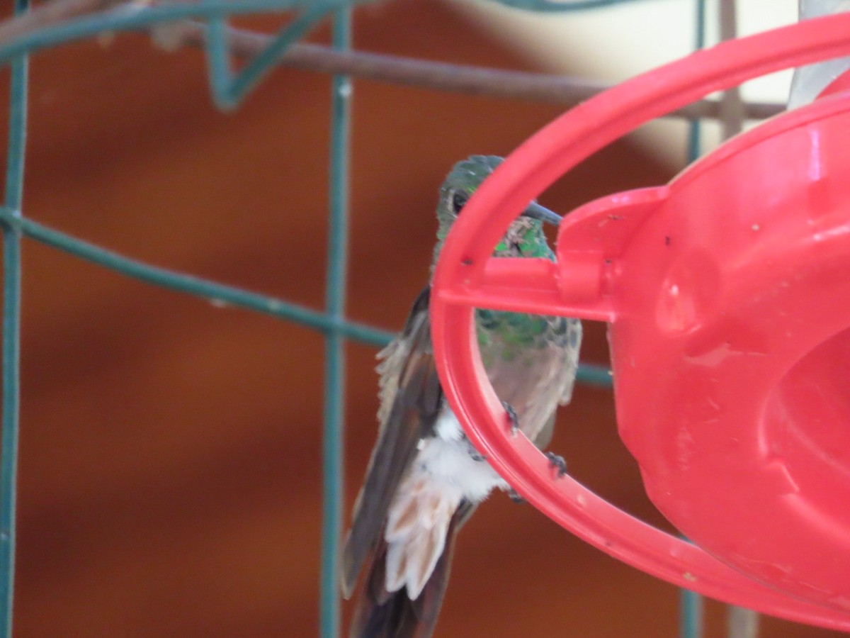 kolibřík mexický - ML619976280