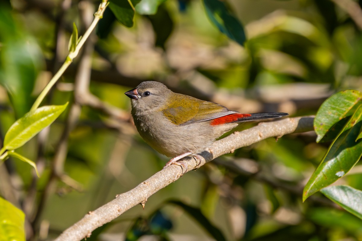 Red-browed Firetail - ML619976306