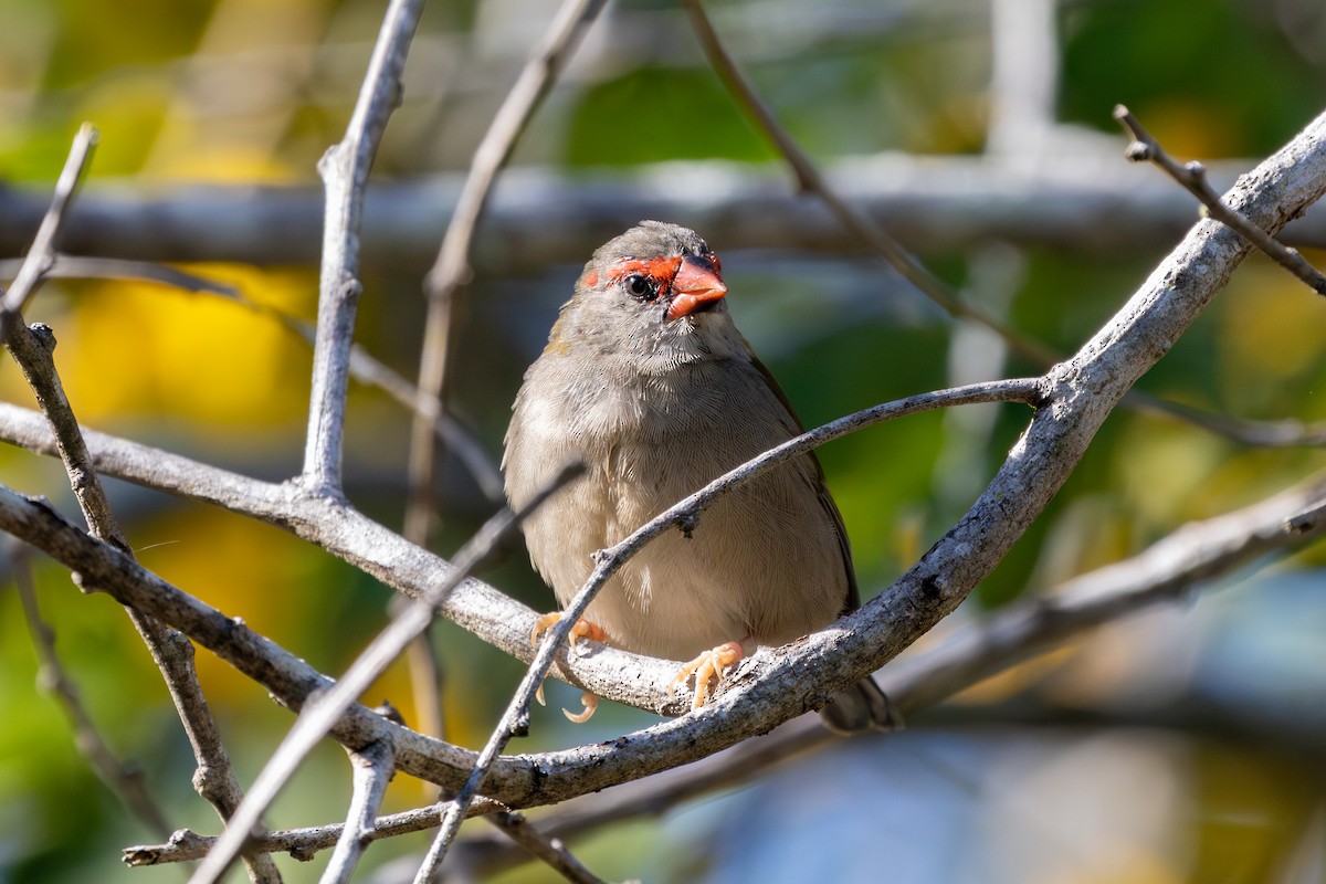 Red-browed Firetail - ML619976307