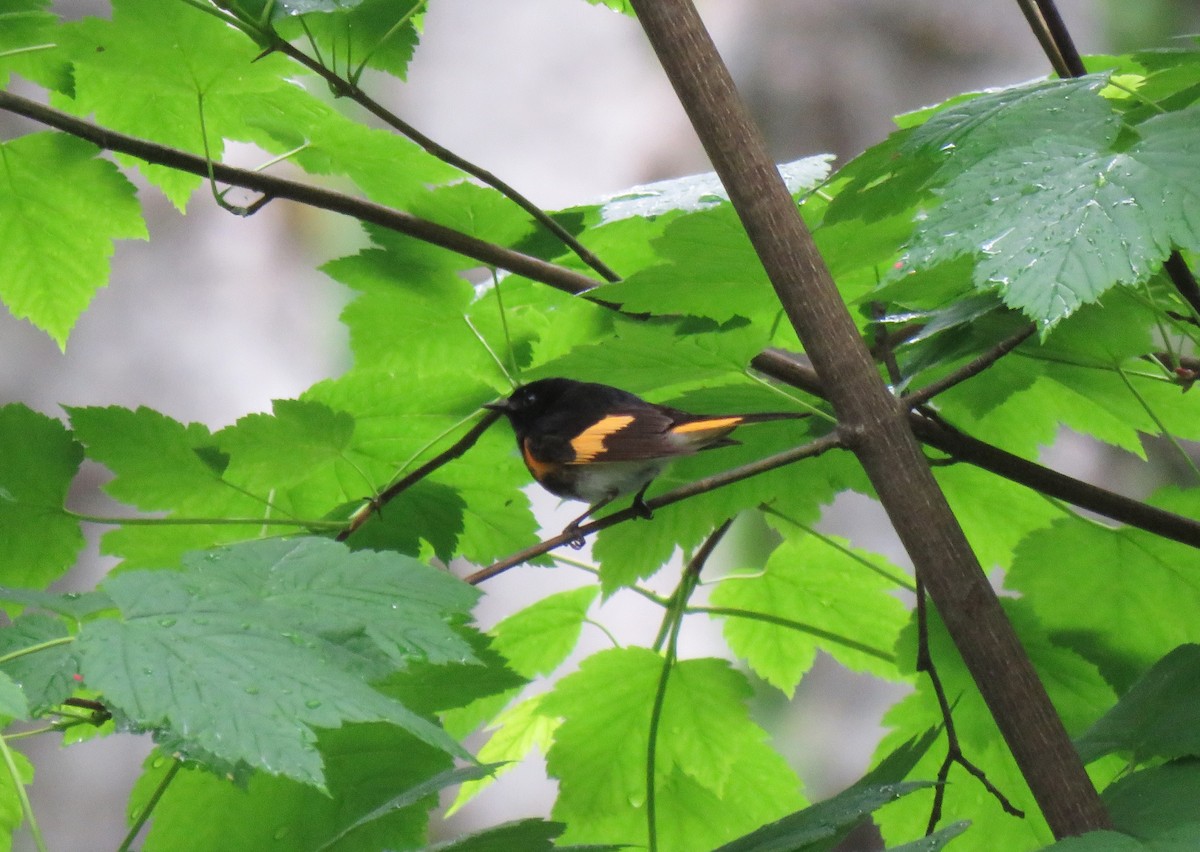 American Redstart - ML619976311