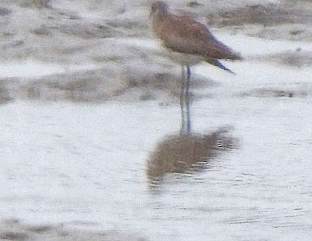 ub. vader (Charadriiformes sp.) - ML619976316