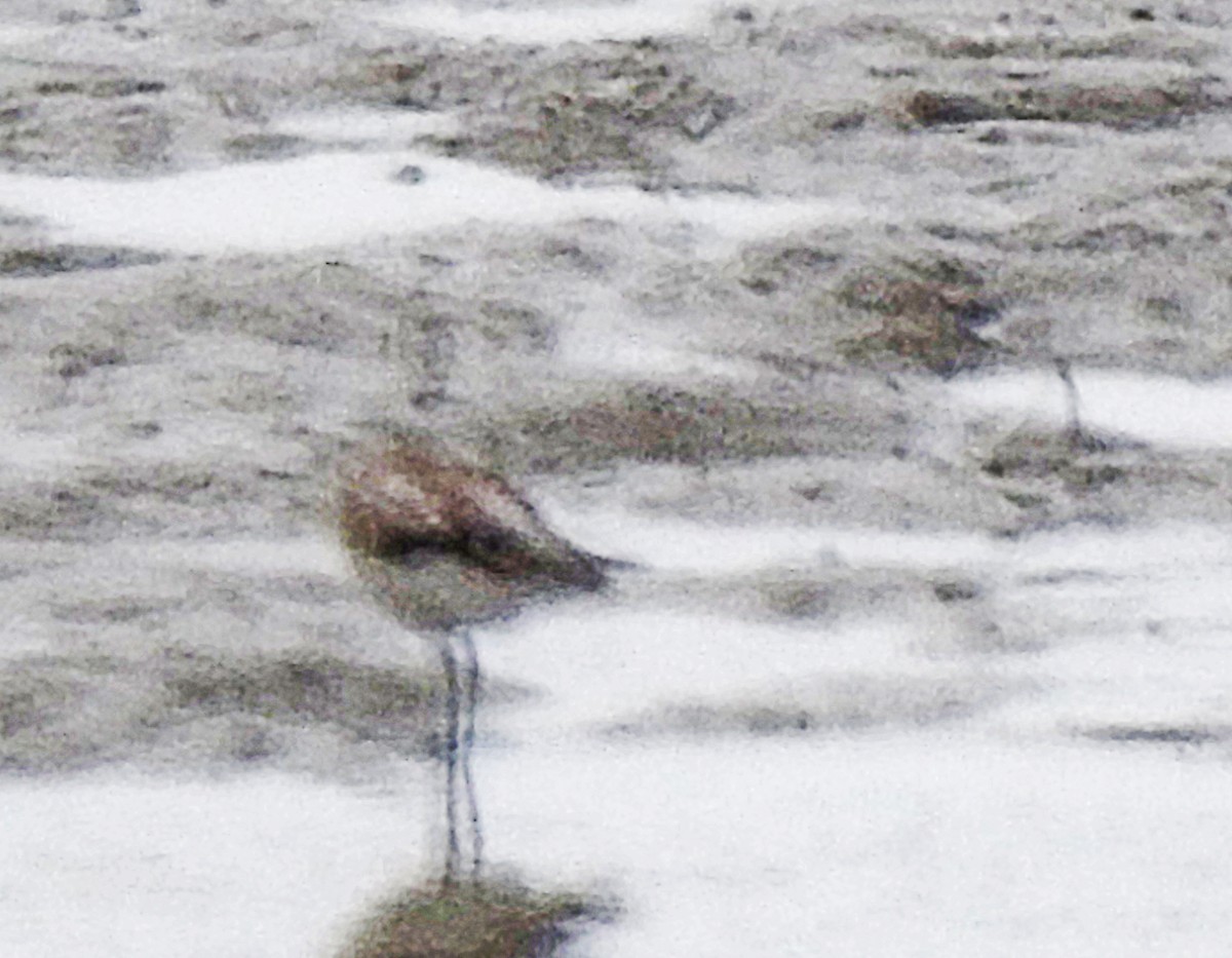 ub. vader (Charadriiformes sp.) - ML619976317