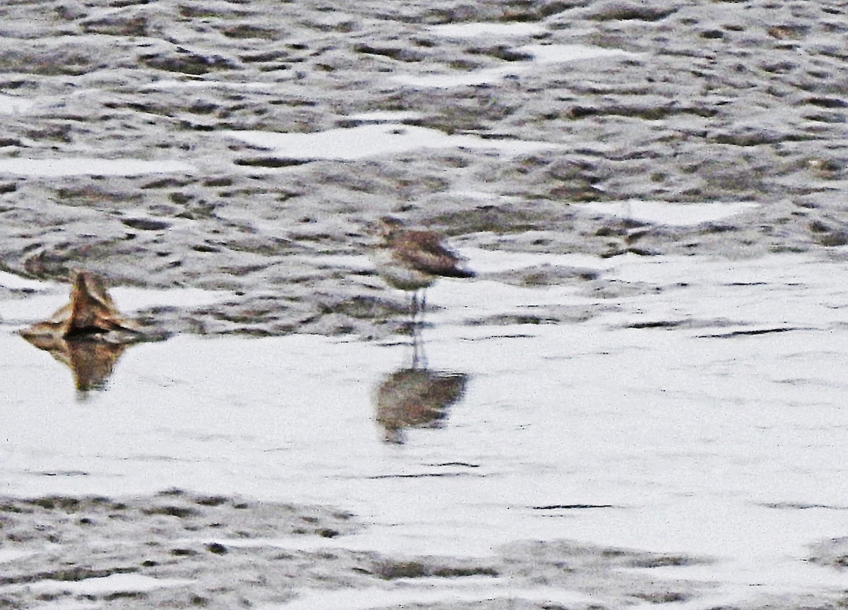 tanımsız Charadriiformes sp. - ML619976318