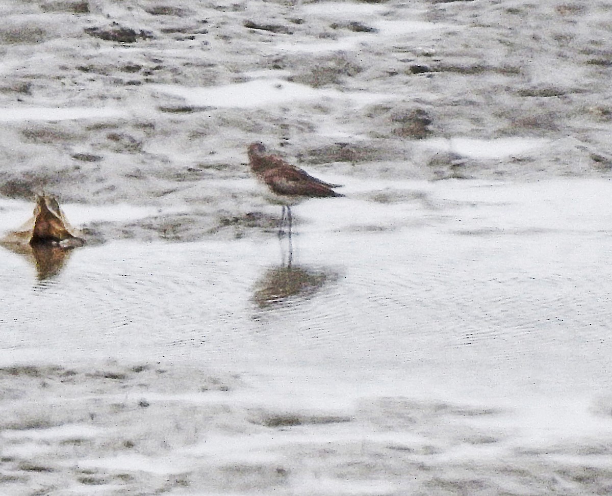 shorebird sp. - ML619976319