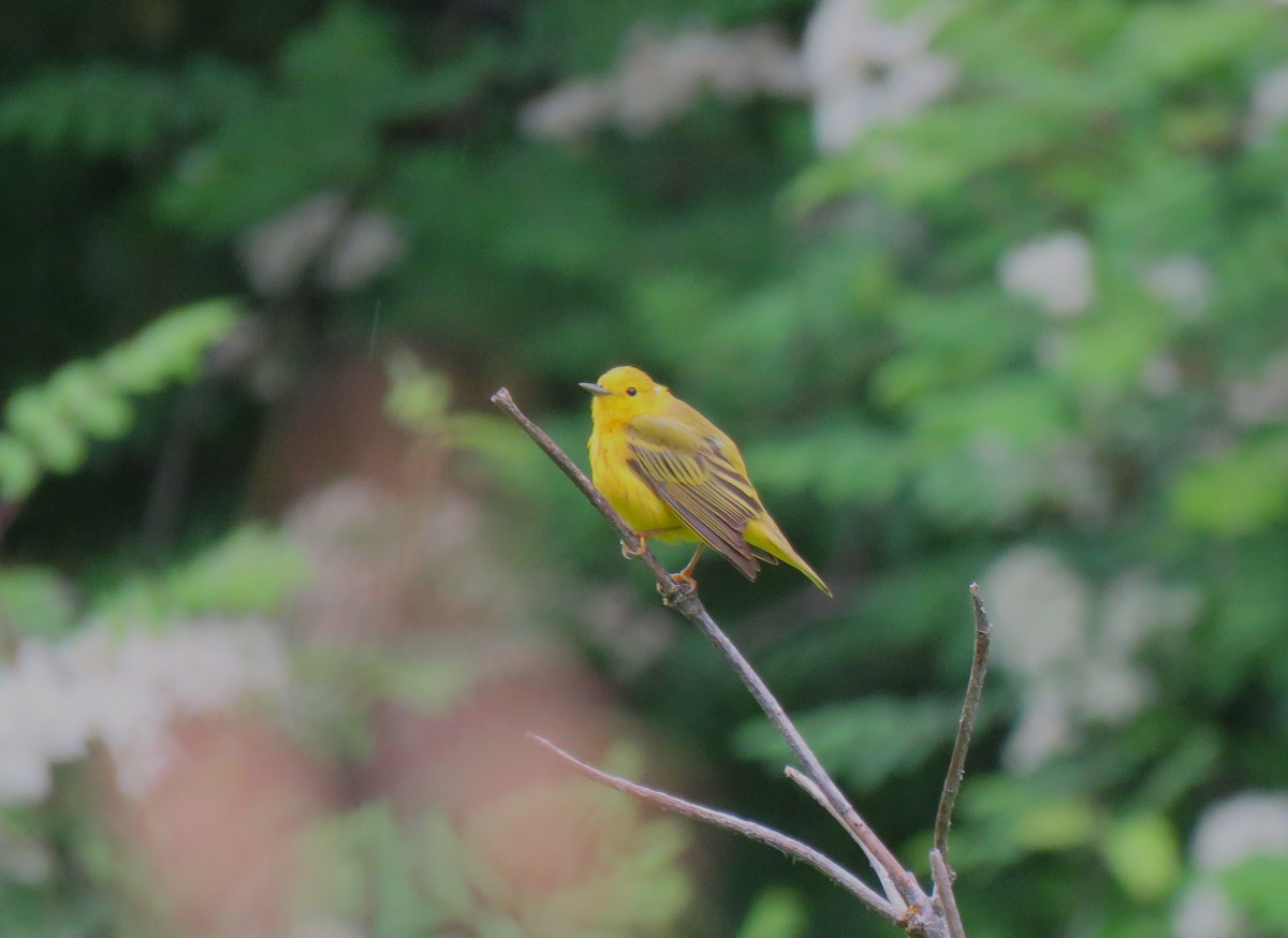 Yellow Warbler - ML619976321