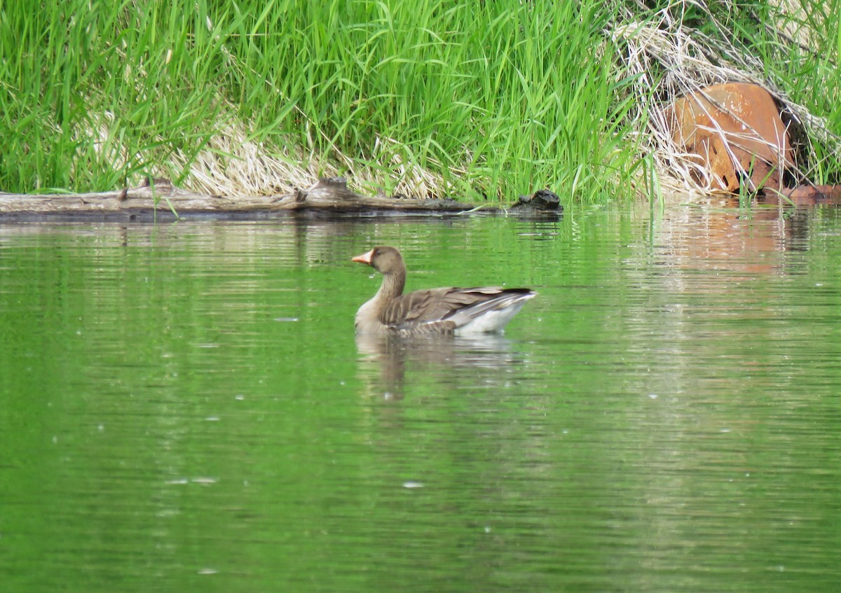 Greater White-fronted Goose - ML619976337