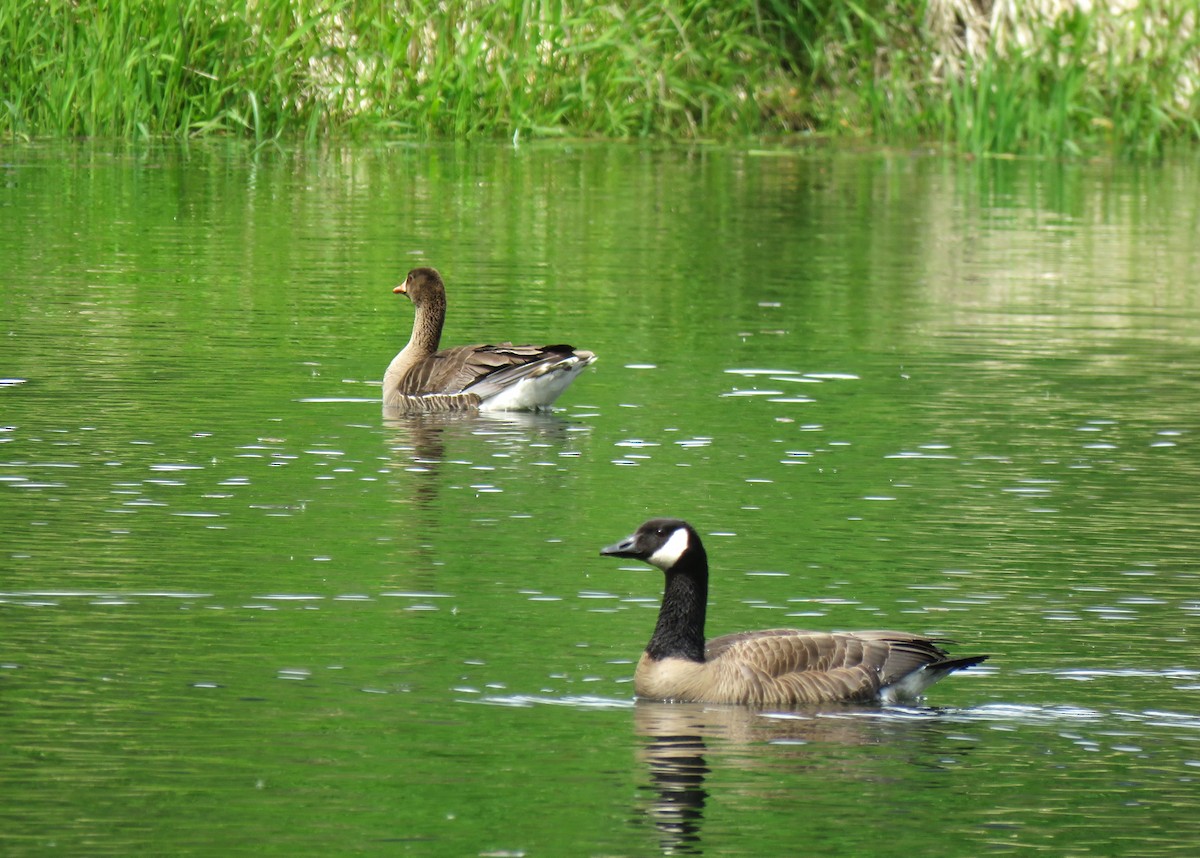 Greater White-fronted Goose - ML619976338