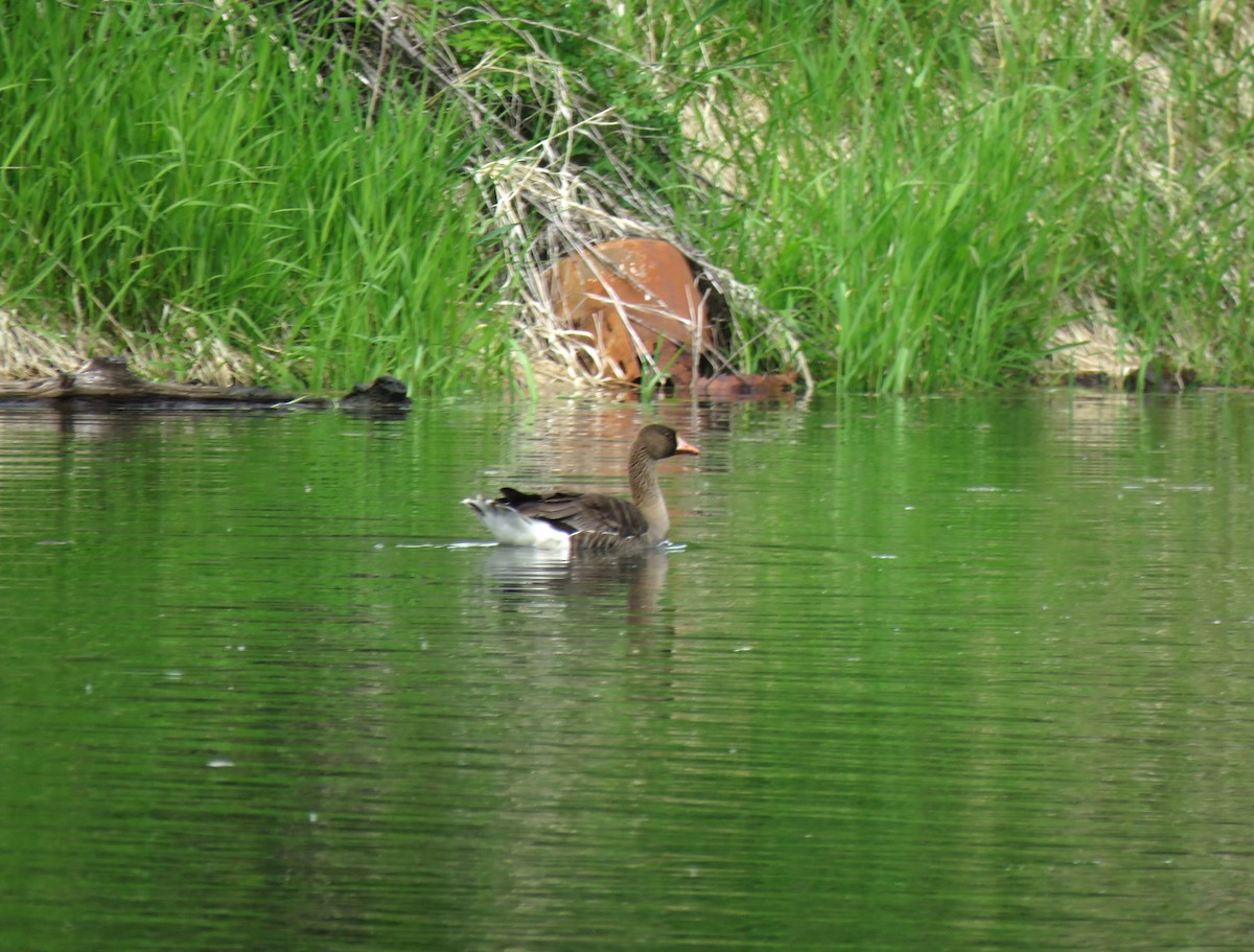 Greater White-fronted Goose - ML619976339
