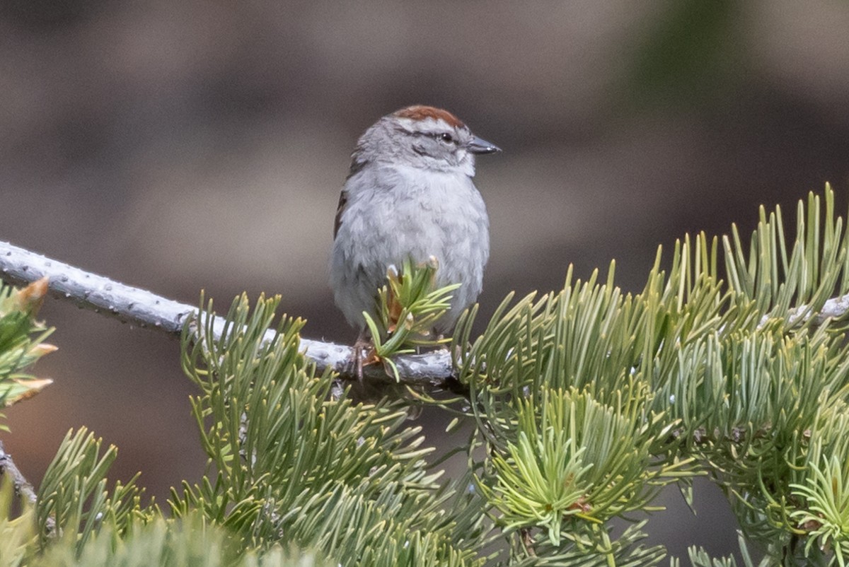 Chipping Sparrow - ML619976340