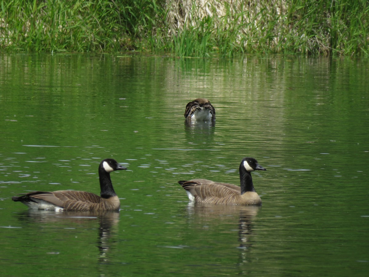 Canada Goose - ML619976341