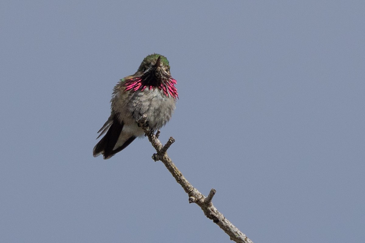Calliope Hummingbird - ML619976344
