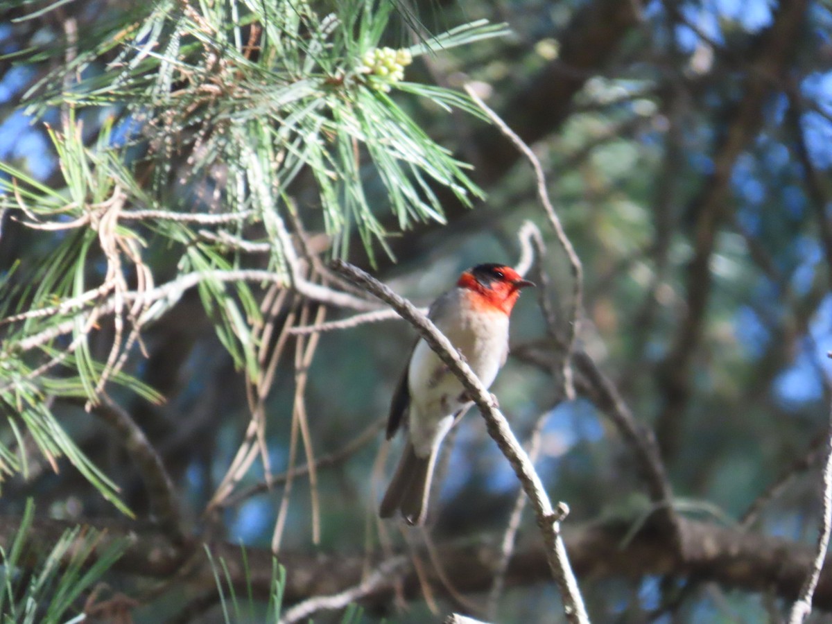 Red-faced Warbler - ML619976346