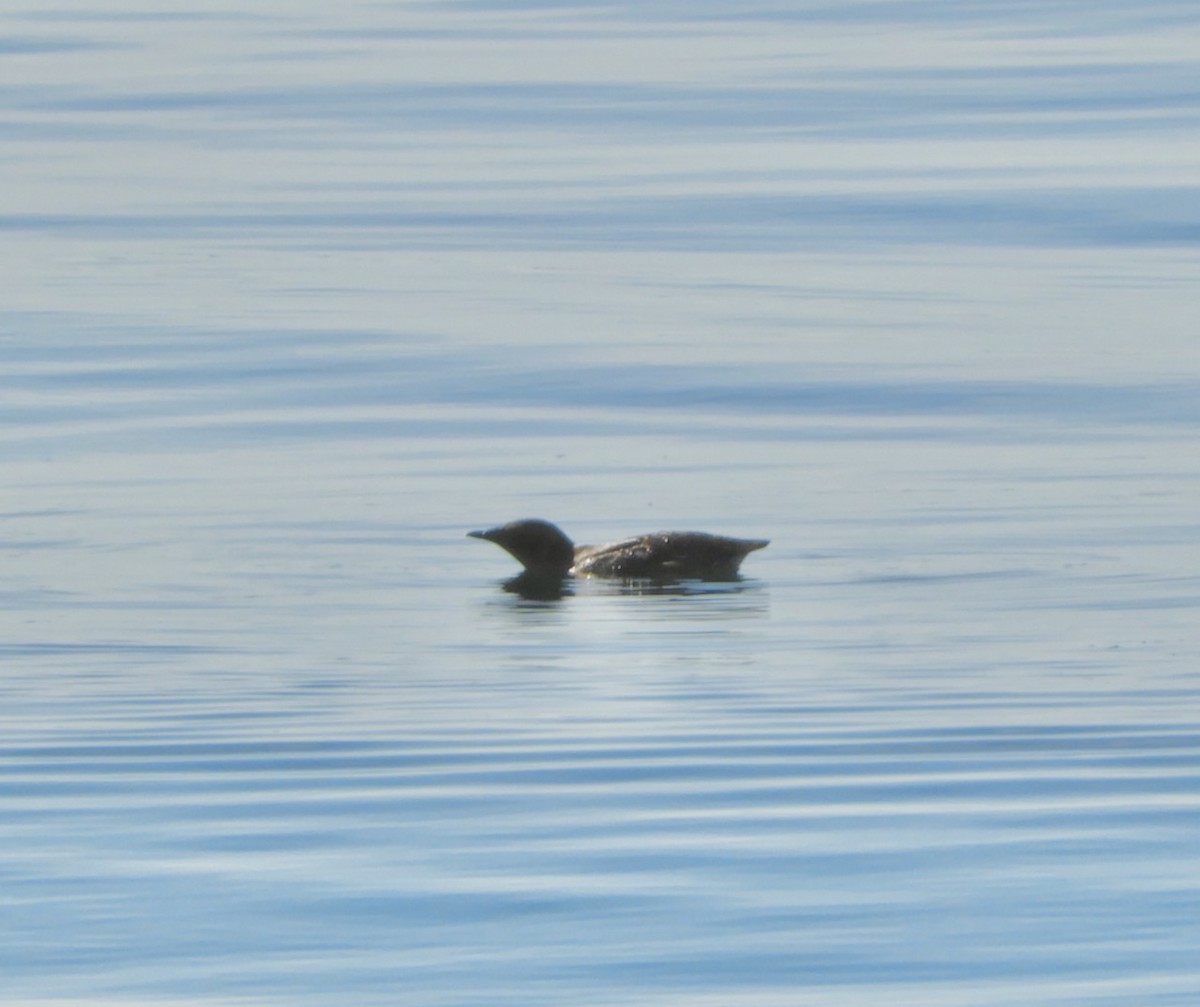 Marbled Murrelet - ML619976355