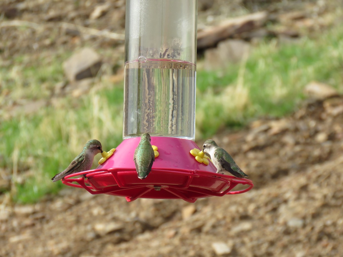 Anna's Hummingbird - ML619976358