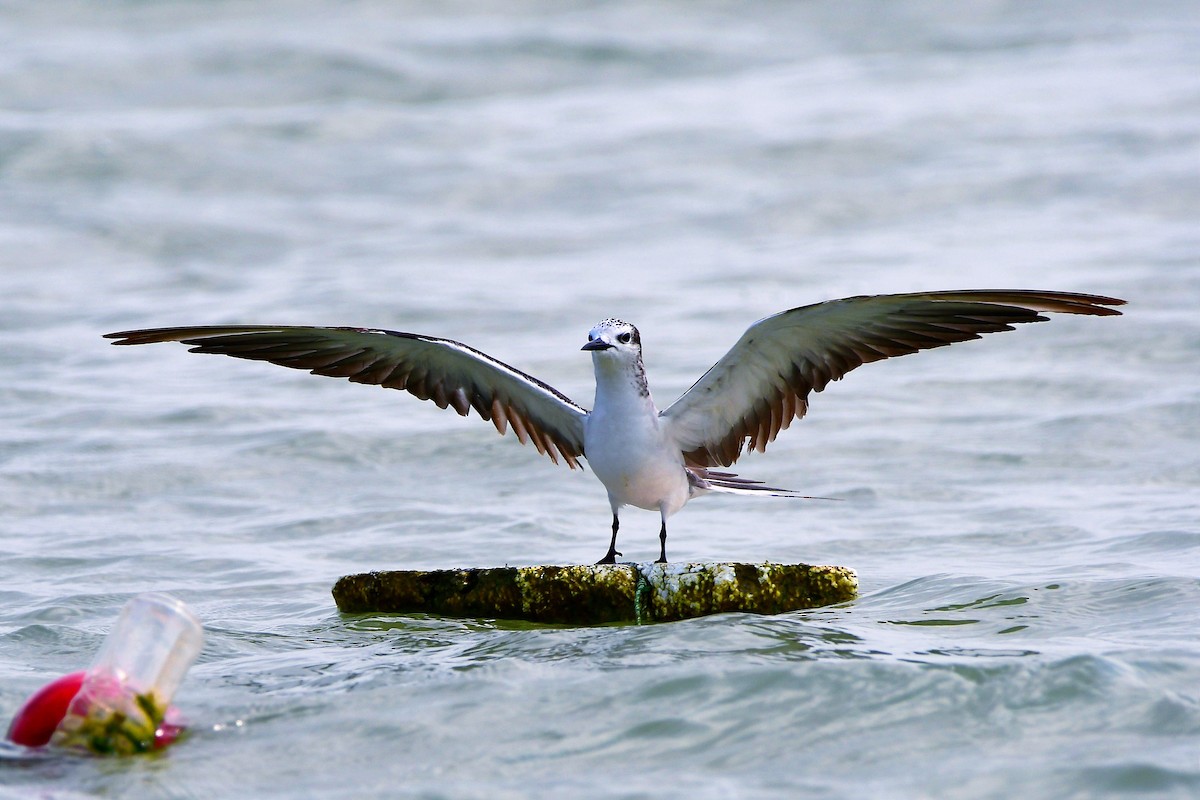 Bridled Tern - ML619976392