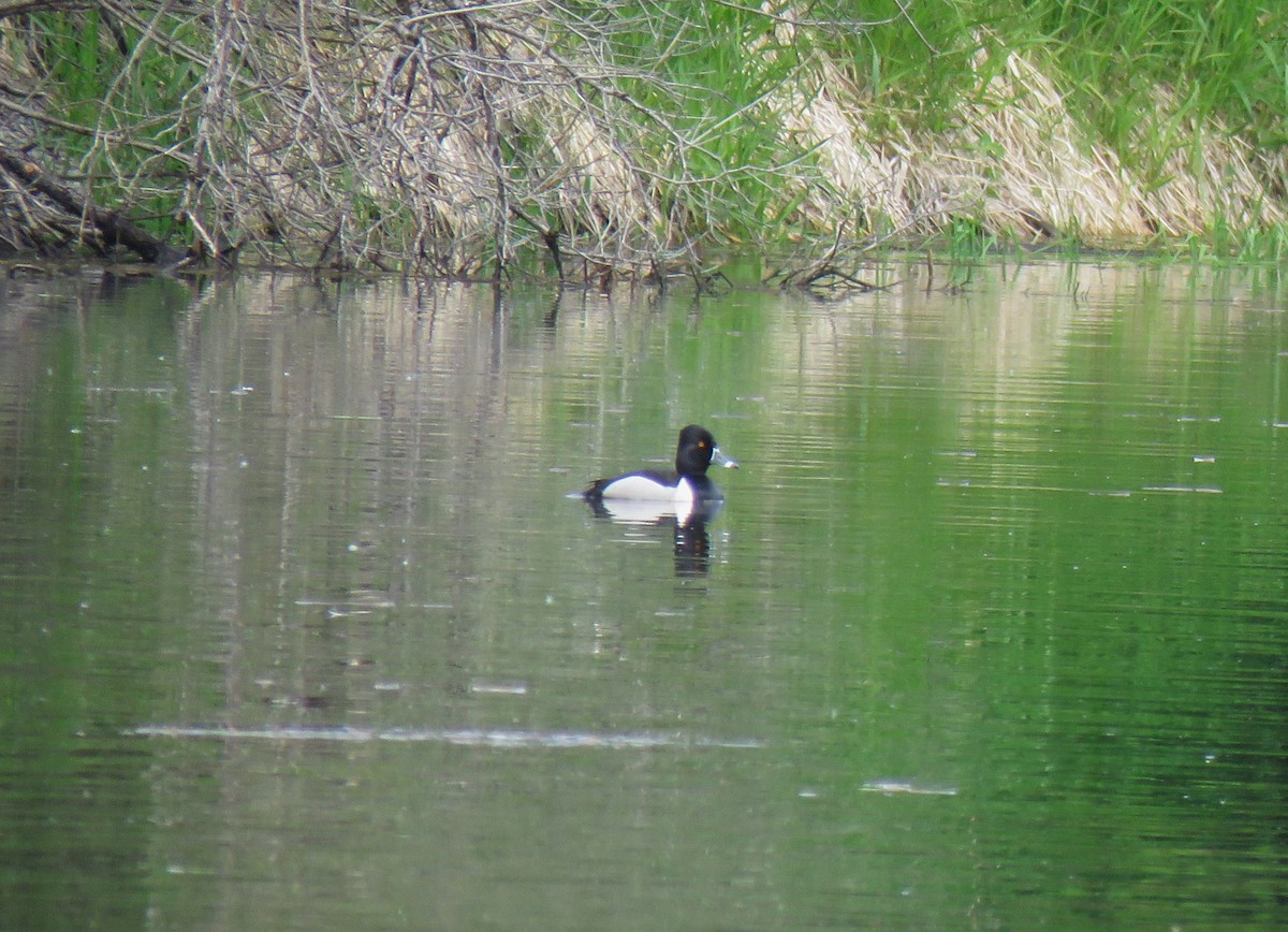 Ring-necked Duck - ML619976393