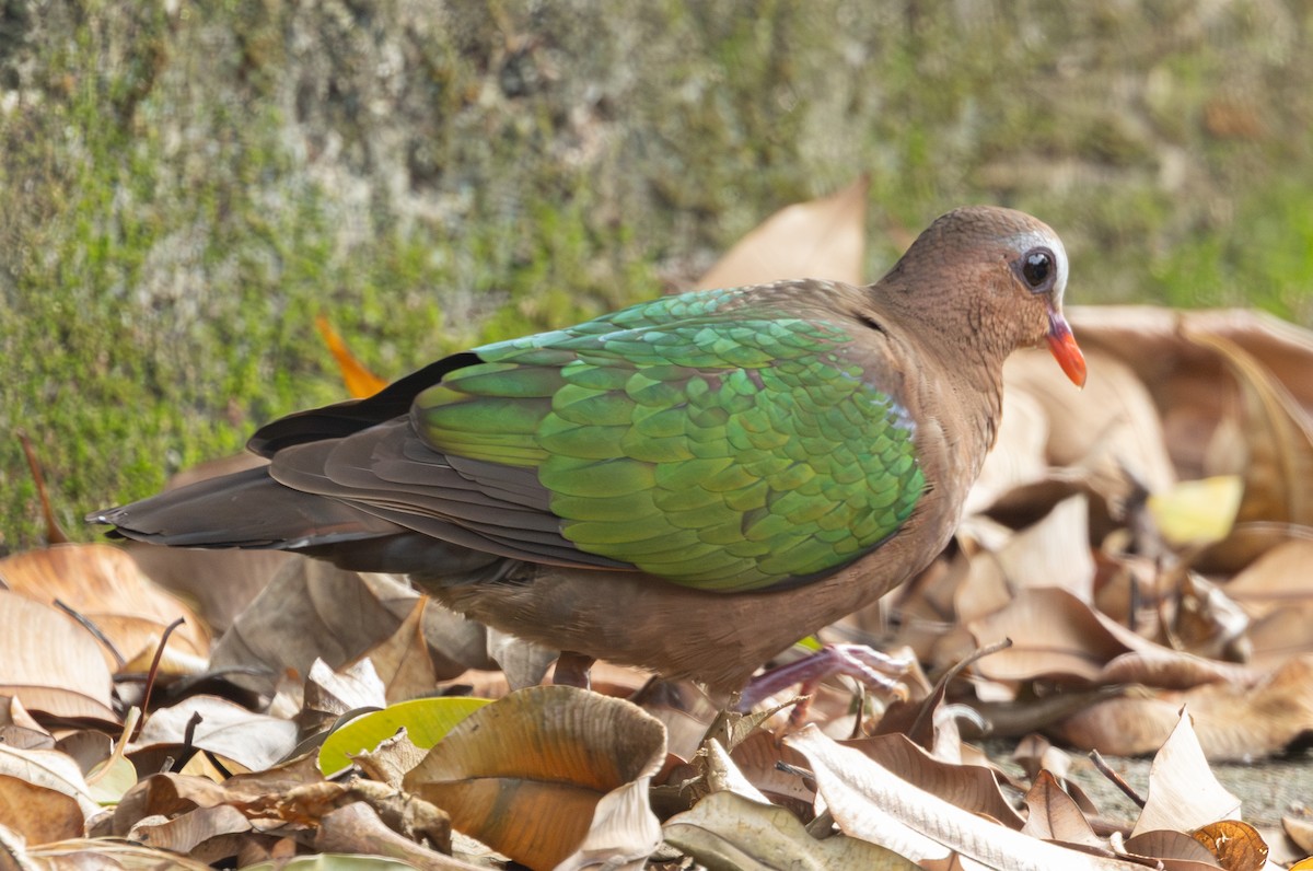 holub zelenokřídlý - ML619976403