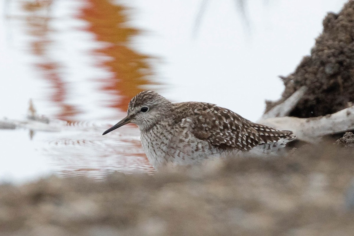 Wood Sandpiper - ML619976411