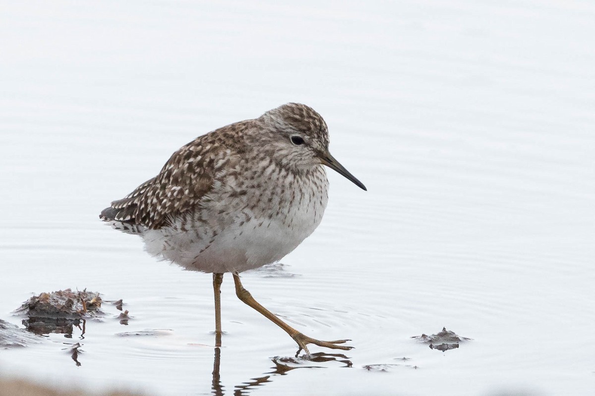 Wood Sandpiper - ML619976415