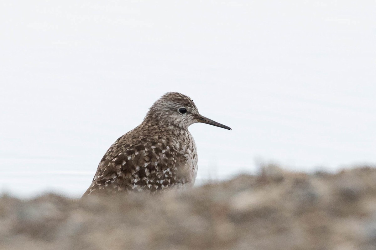 Wood Sandpiper - ML619976418