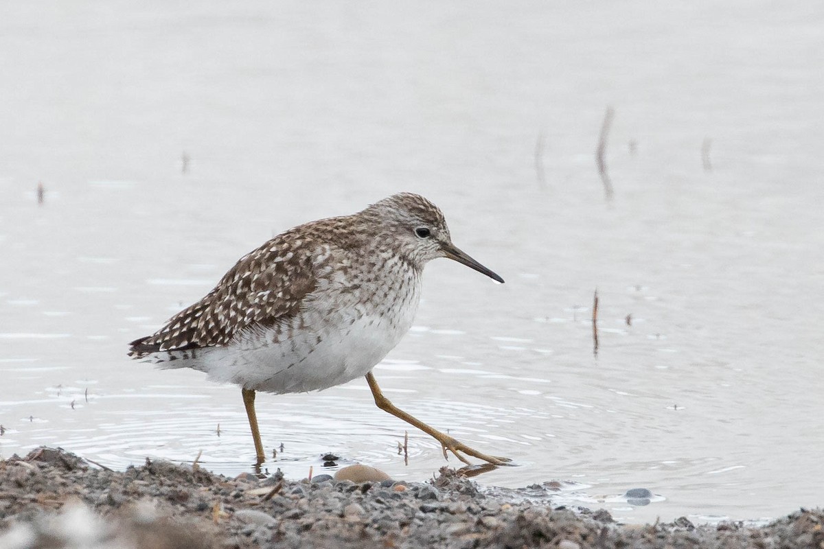 Wood Sandpiper - ML619976419