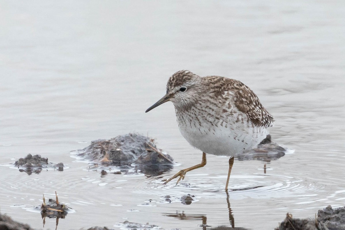 Wood Sandpiper - ML619976421