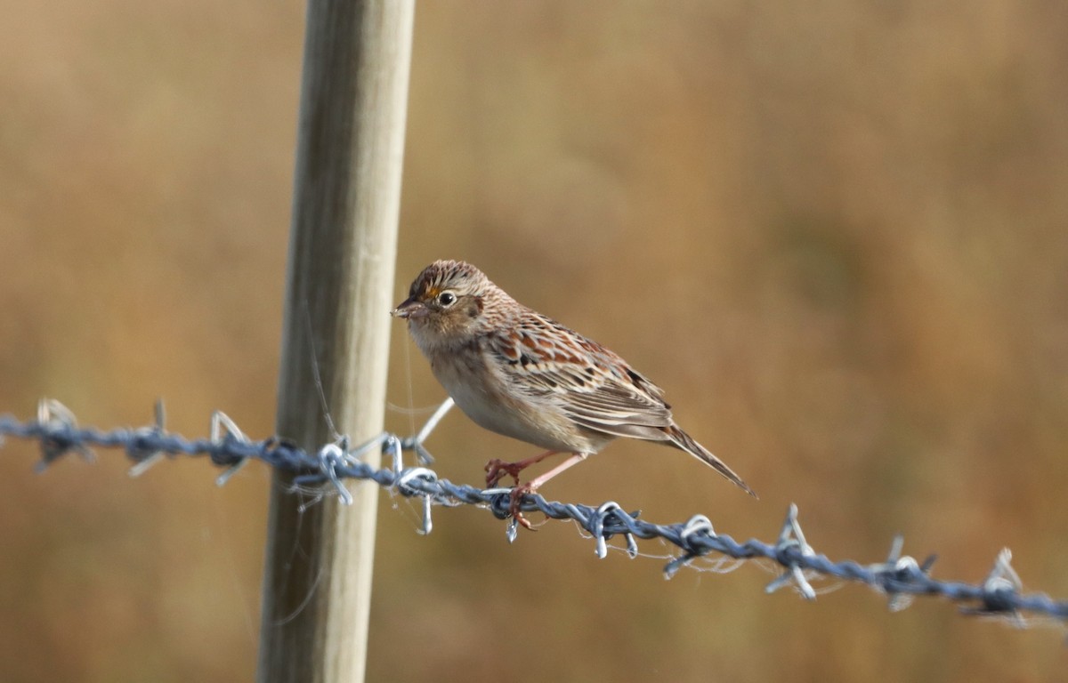Grasshopper Sparrow - ML619976430