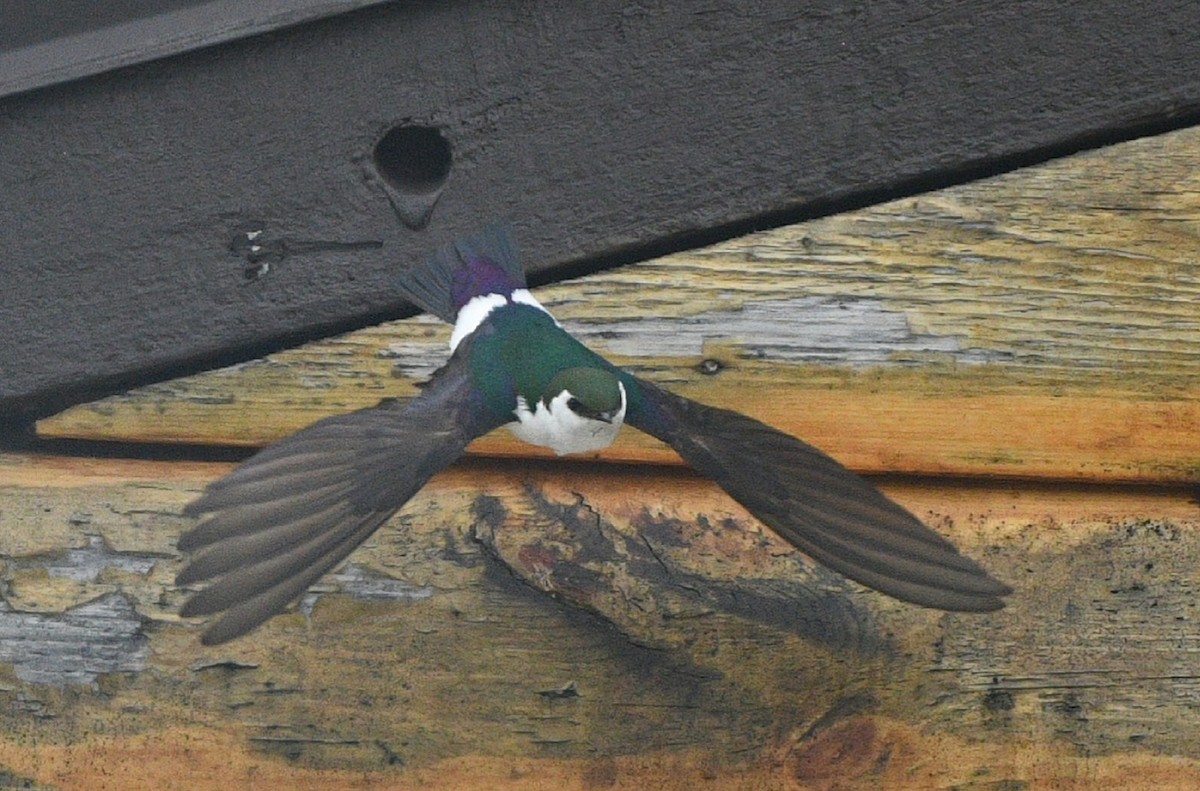 Violet-green Swallow - ML619976431