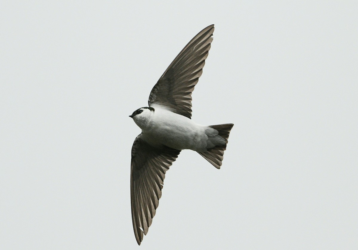 Violet-green Swallow - ML619976433