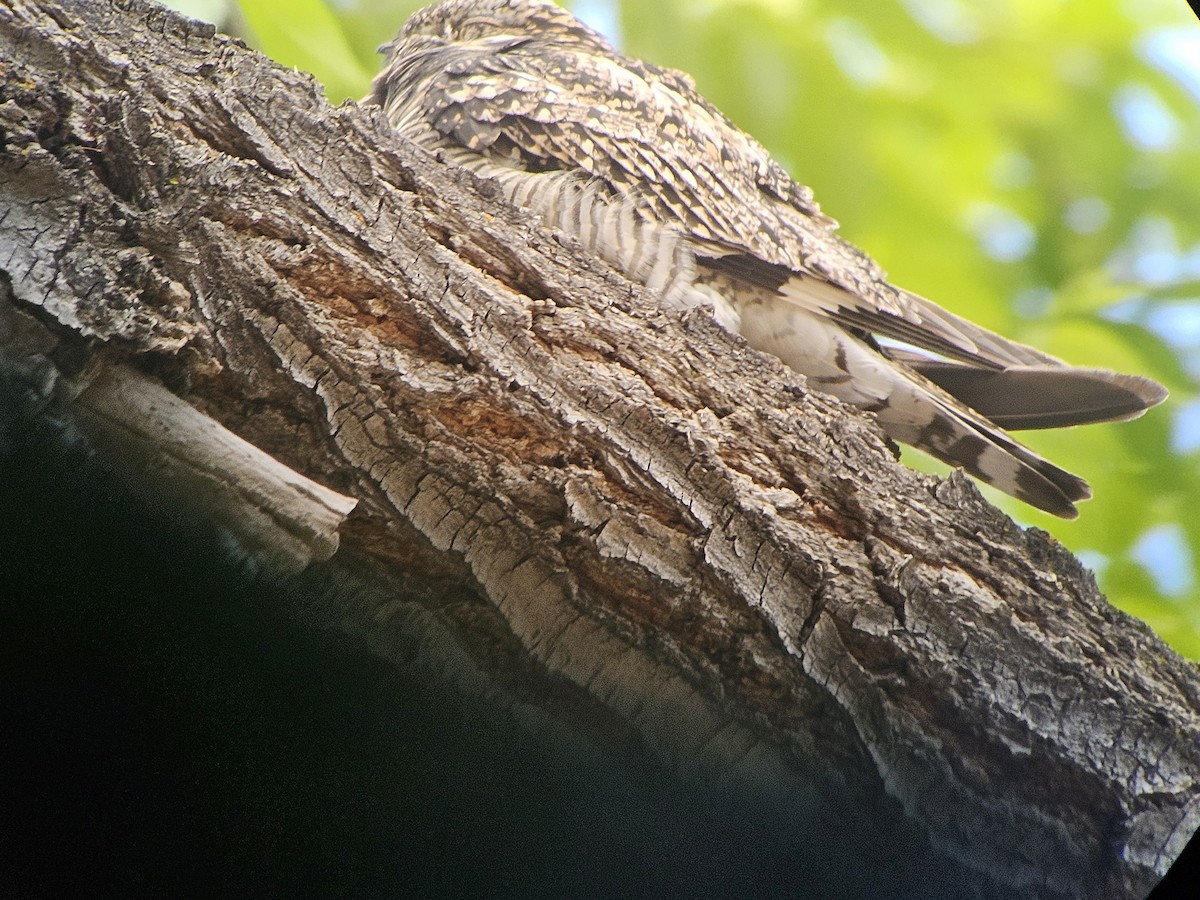 Common Nighthawk - ML619976474