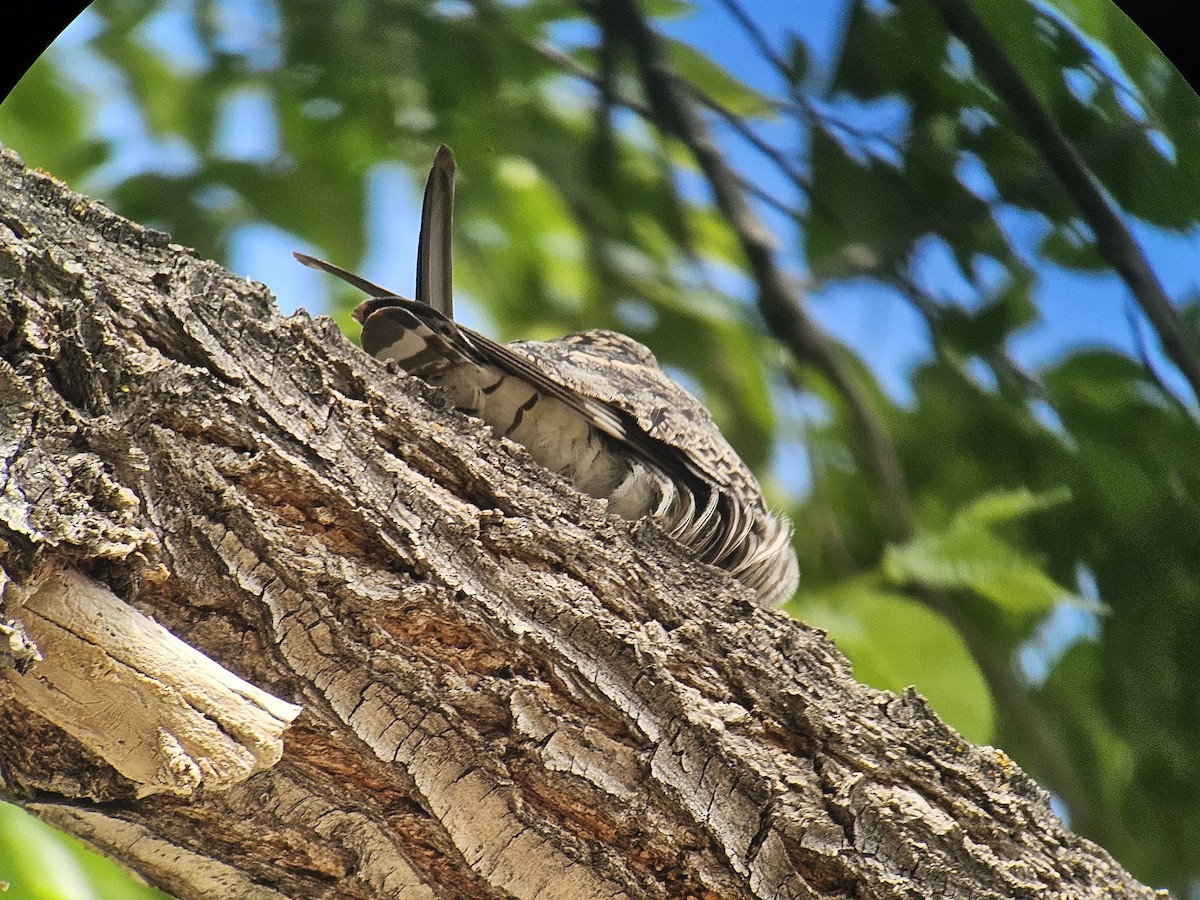 Common Nighthawk - ML619976475